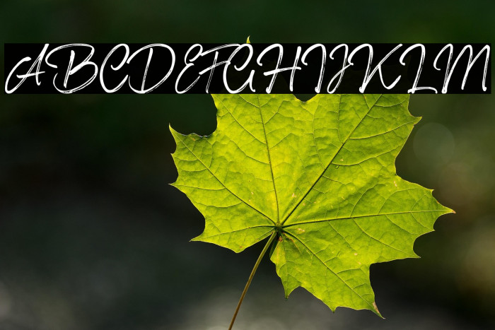 Shillentta Personal Use Only Example 3