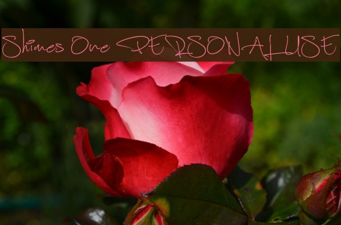 Shimes One PERSONAL USE Example 1