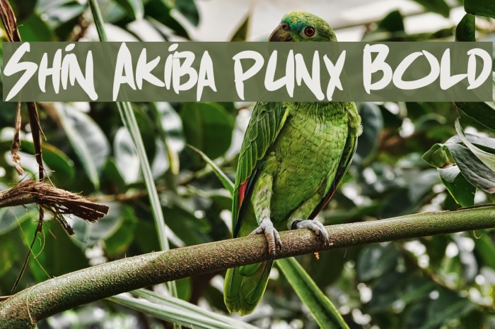 Shin Akiba punx Bold Font examples