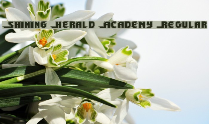 Shining Herald Academy Regular Example 1
