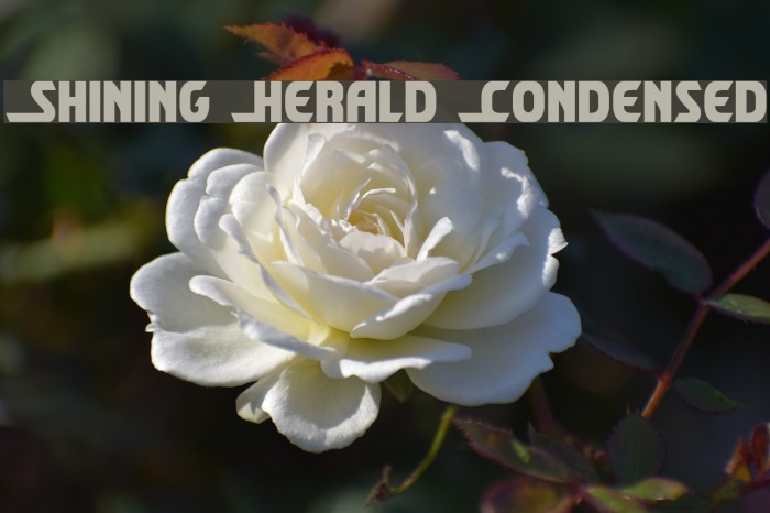 Shining Herald Condensed Шрифта examples