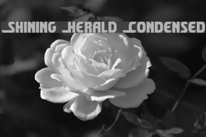 Shining Herald Condensed Font examples
