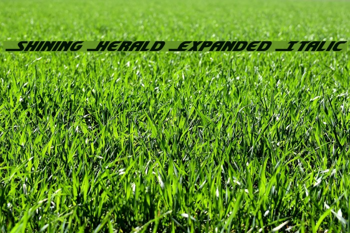 Shining Herald Expanded Italic Example 2