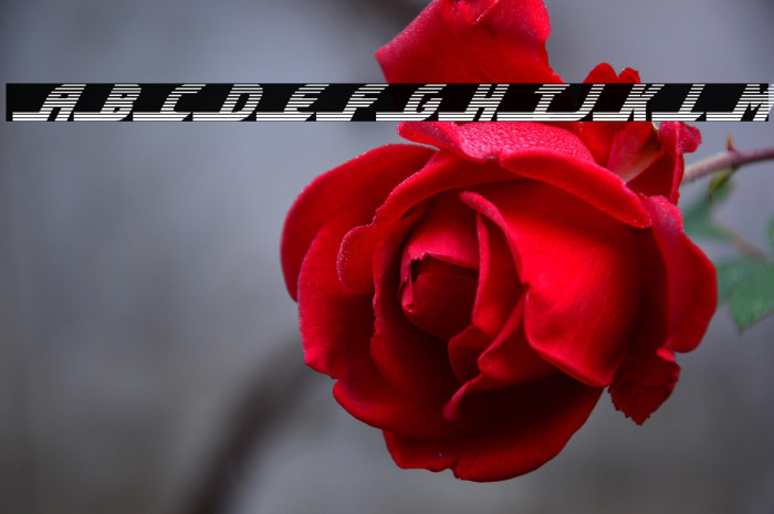 Shining Herald Gradient Italic Example 3