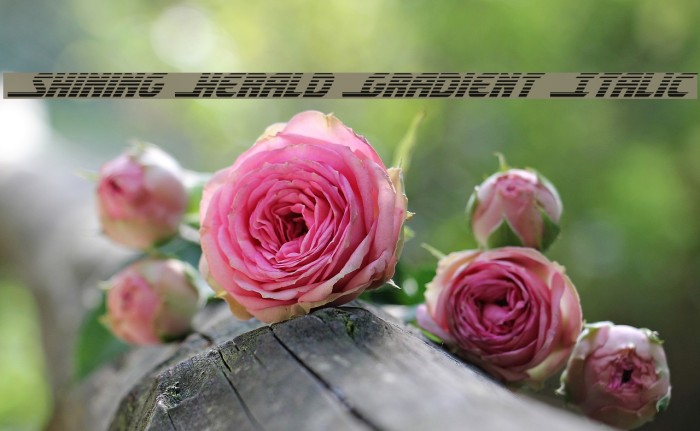 Shining Herald Gradient Italic Font examples
