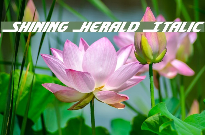 Shining Herald Italic Example 1