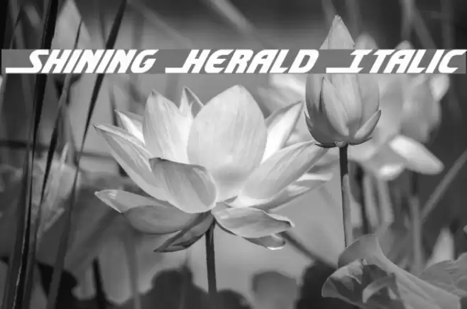Shining Herald Italic Font examples