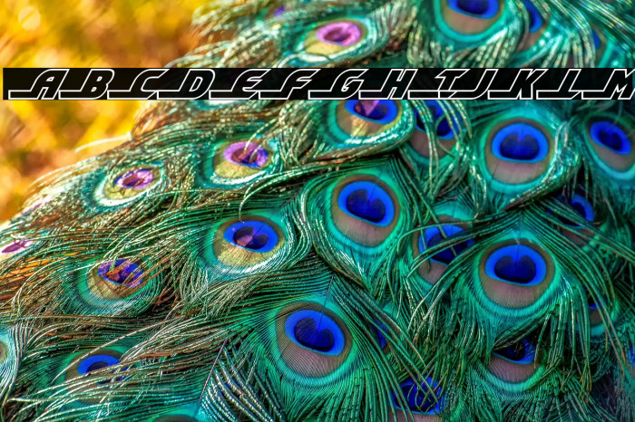 Shining Herald Outline Italic Example 1