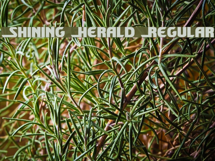Shining Herald Regular Font examples