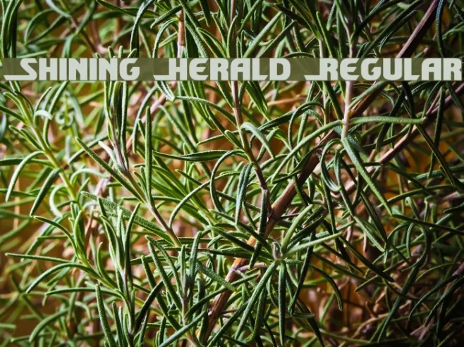 Shining Herald Regular Example 1