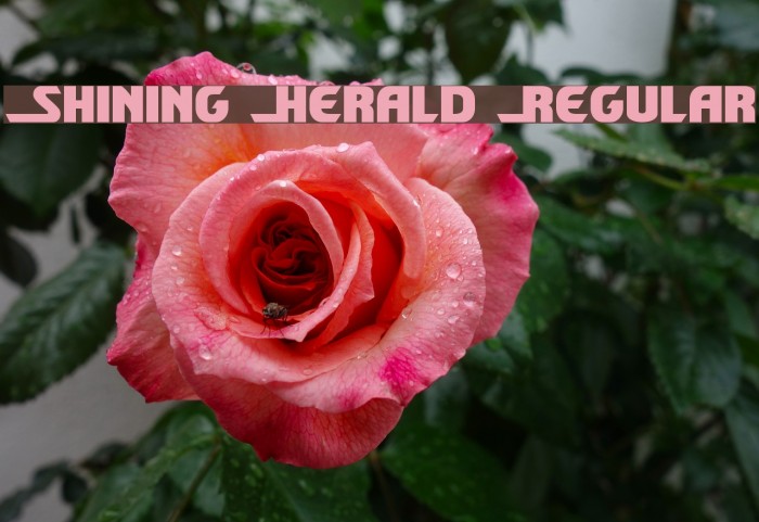 Shining Herald Regular Font examples