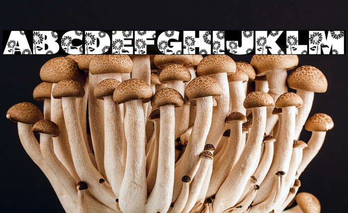 Shining Youth DEMO Example 3