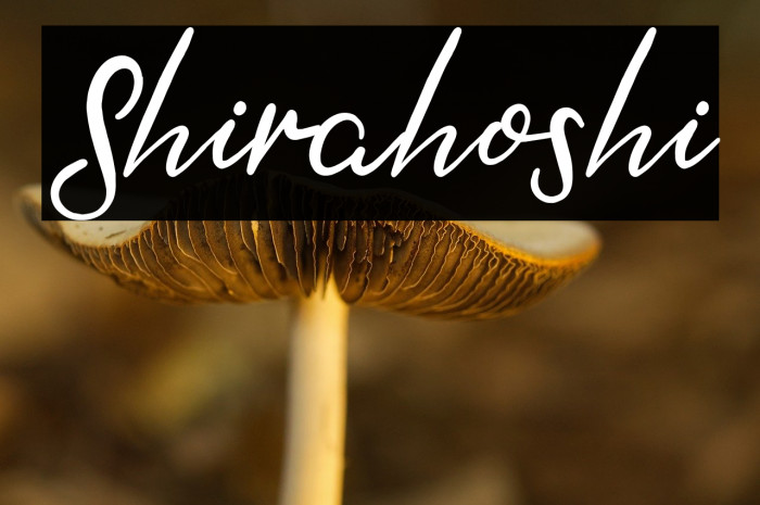 Shirahoshi Example 3