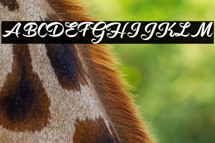 Shity Chats Personal Use  Example 1