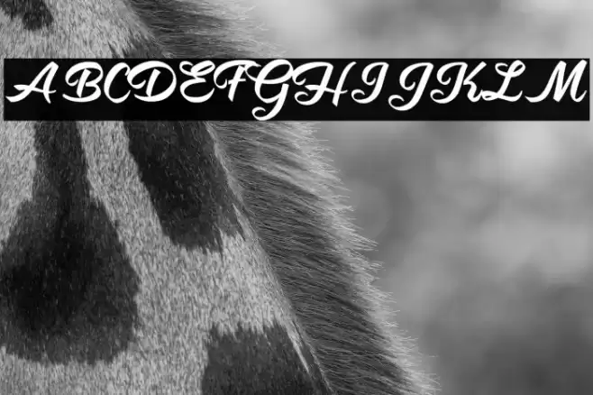 Shity Chats Personal Use  Font examples