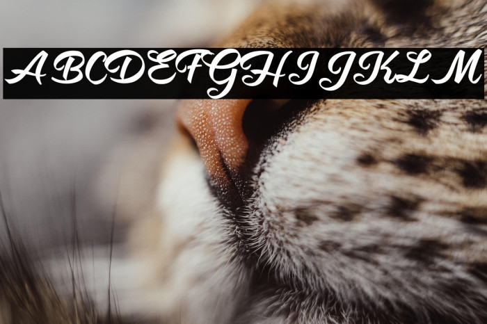 Shity Chats Personal Use  Example 2