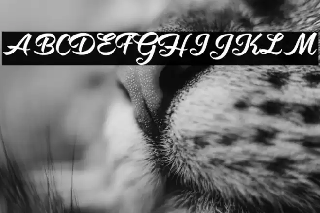 Shity Chats Personal Use  Font examples