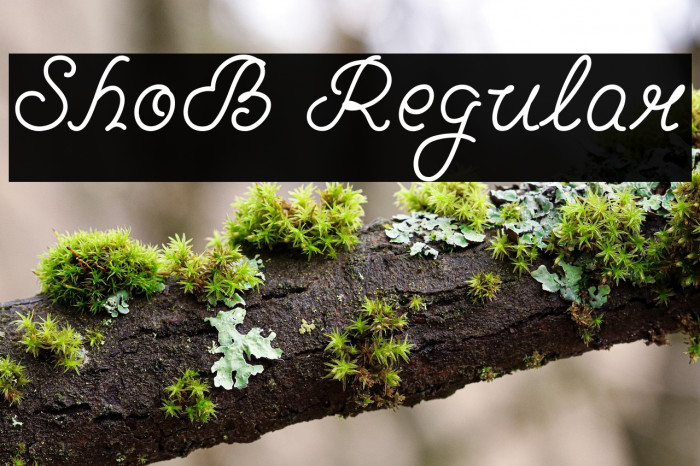 ShoB Regular Example 3