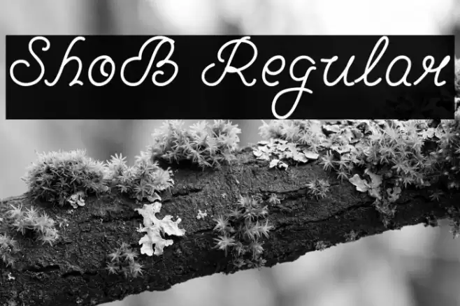 ShoB Regular Font examples