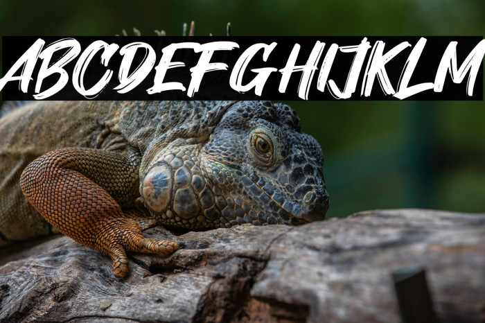 Shock Brat Example 3