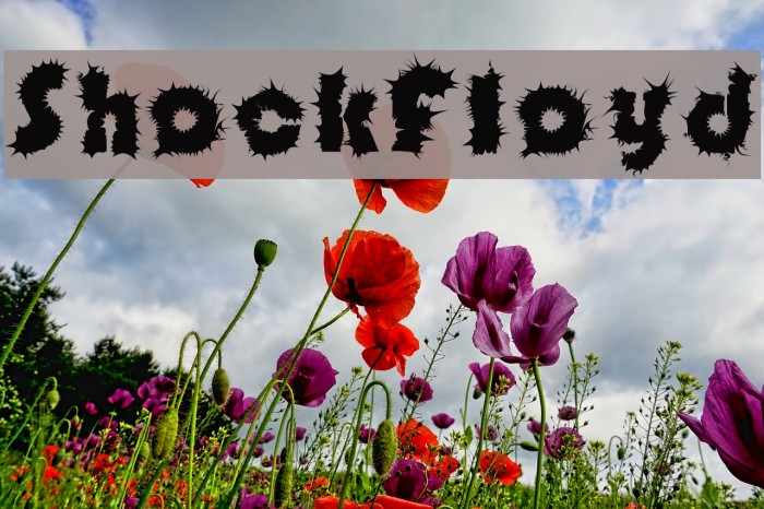 ShockFloyd Example 3