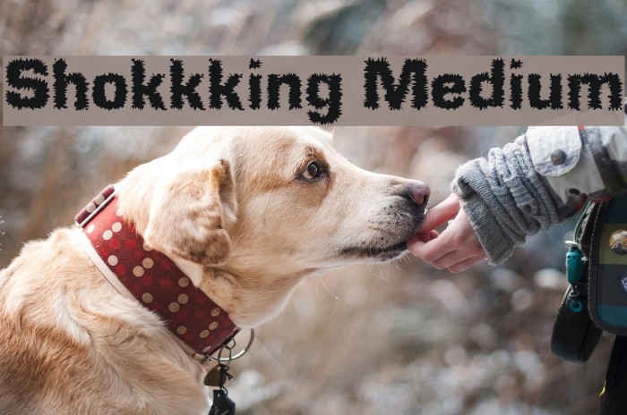 Shokkking Medium Font examples