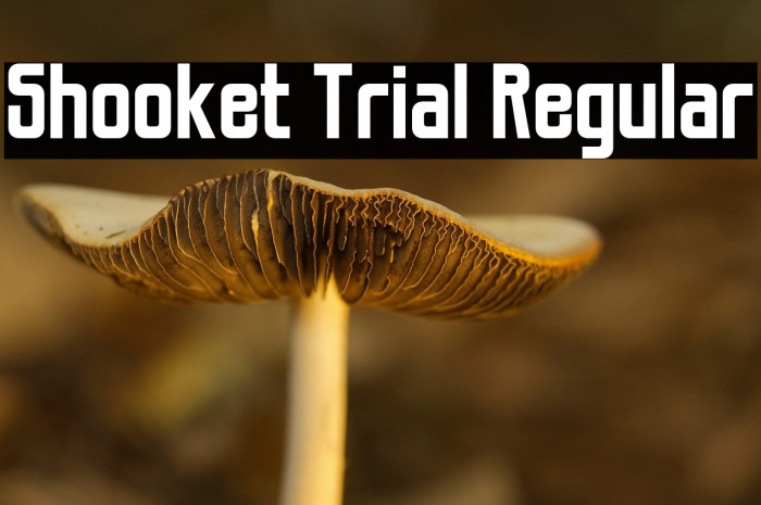 Shooket Trial Regular Caratteri examples