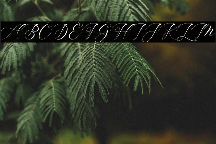 ShophiaScript Example 1