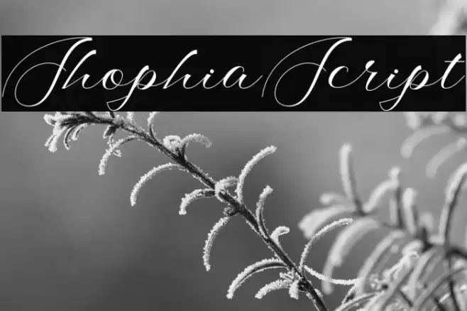 ShophiaScript Font examples