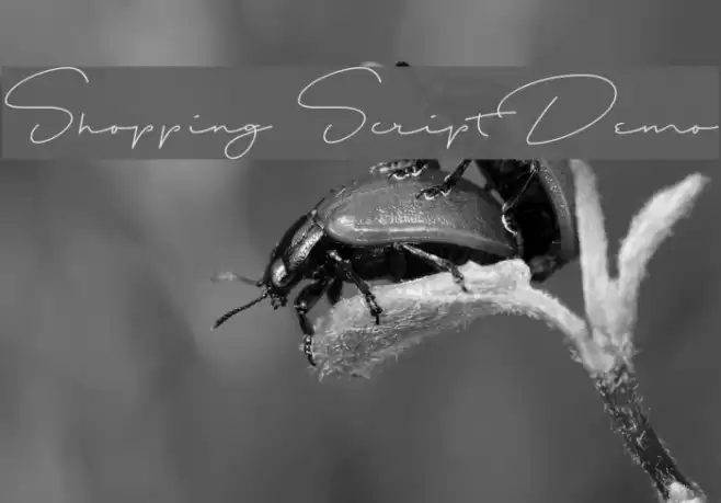 Shopping Script Demo Font examples