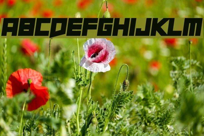 Short Xurkit Tilt Example 2