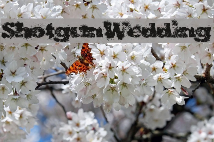 ShotgunWedding Font examples