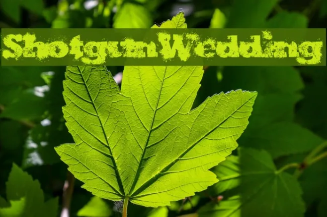 ShotgunWedding Example 3