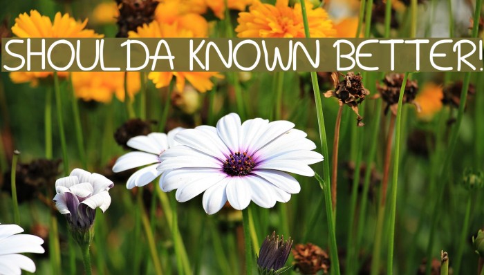 Shoulda Known Better! Font examples