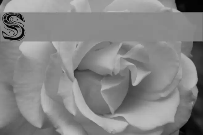 Showboat Font examples