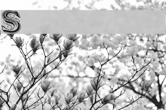 Showboat Font examples