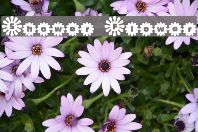 Shower Flower Example 1