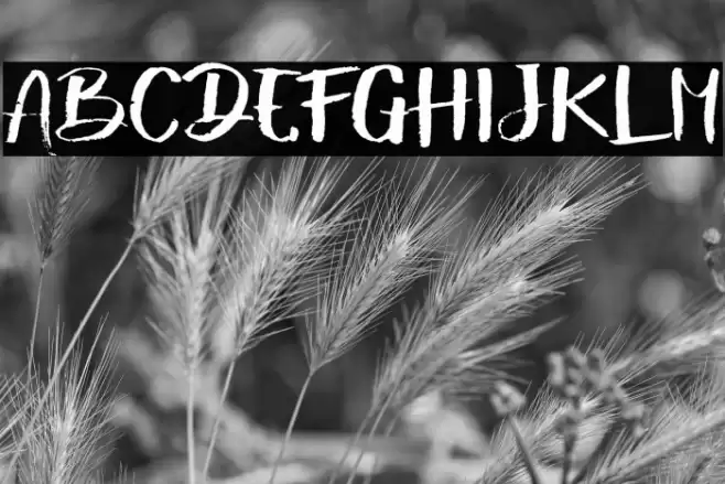 ShowetyBrush Font examples