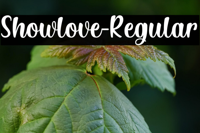 Showlove-Regular Example 2