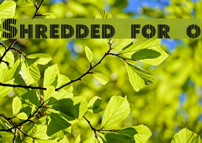 Shredded for you Font examples