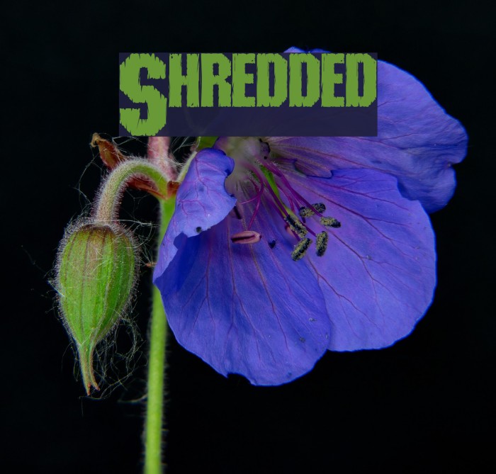 Shredded Font examples