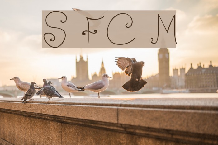 Shrimp FancyCaps Medium Example 2