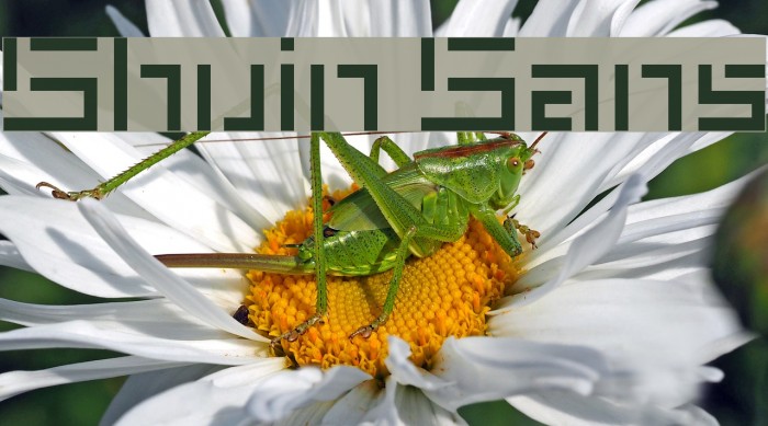 Shuin Sans Example 2