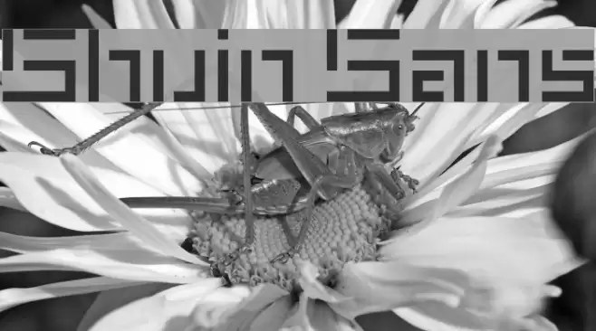 Shuin Sans Font examples
