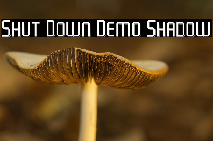 Shut Down Demo Shadow Example 3