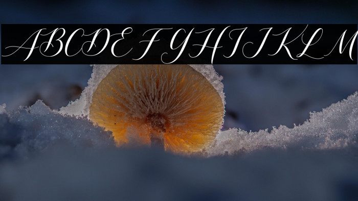 Shutterday Example 2