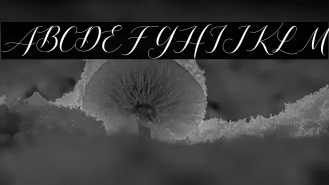 Shutterday Font examples