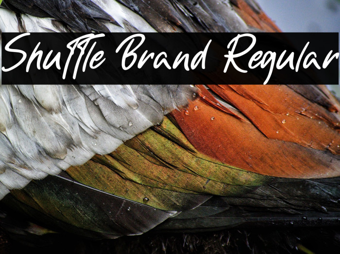 Shuttle Brand Regular Example 1