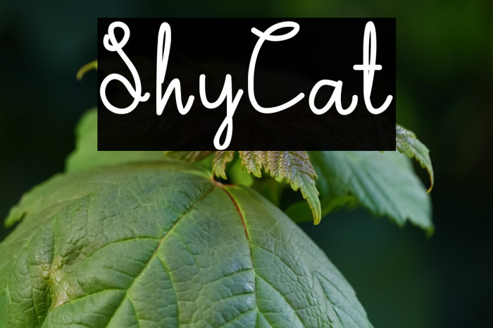 ShyCat Example 1