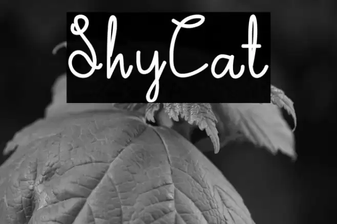 ShyCat Font examples